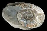Iridescent, Jurassic Fossil Ammonite (Pavlovia) - Russia #174923-2